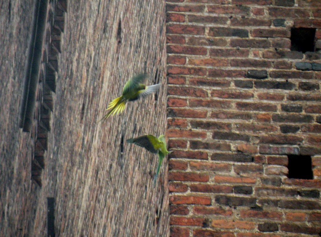 Parrocchetti dal collare a Pavia